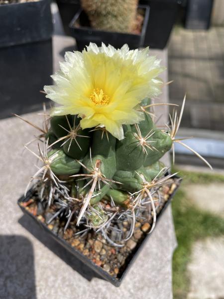 Thelocactus leucacanthusv. ehrenbergii